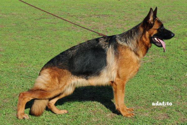 public/dog_images/4796/104731.jpg