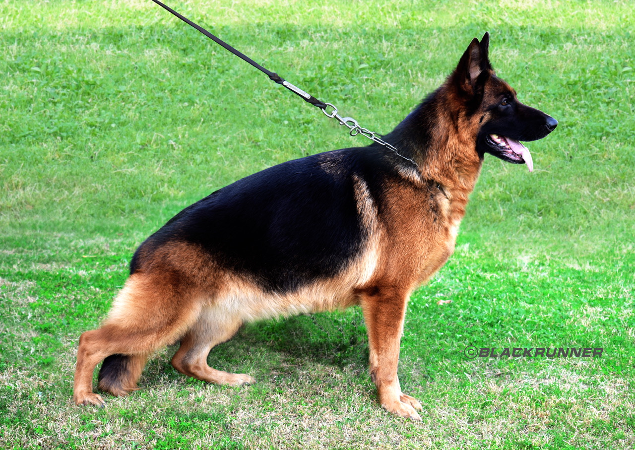 Beauty di Casa Blackrunner