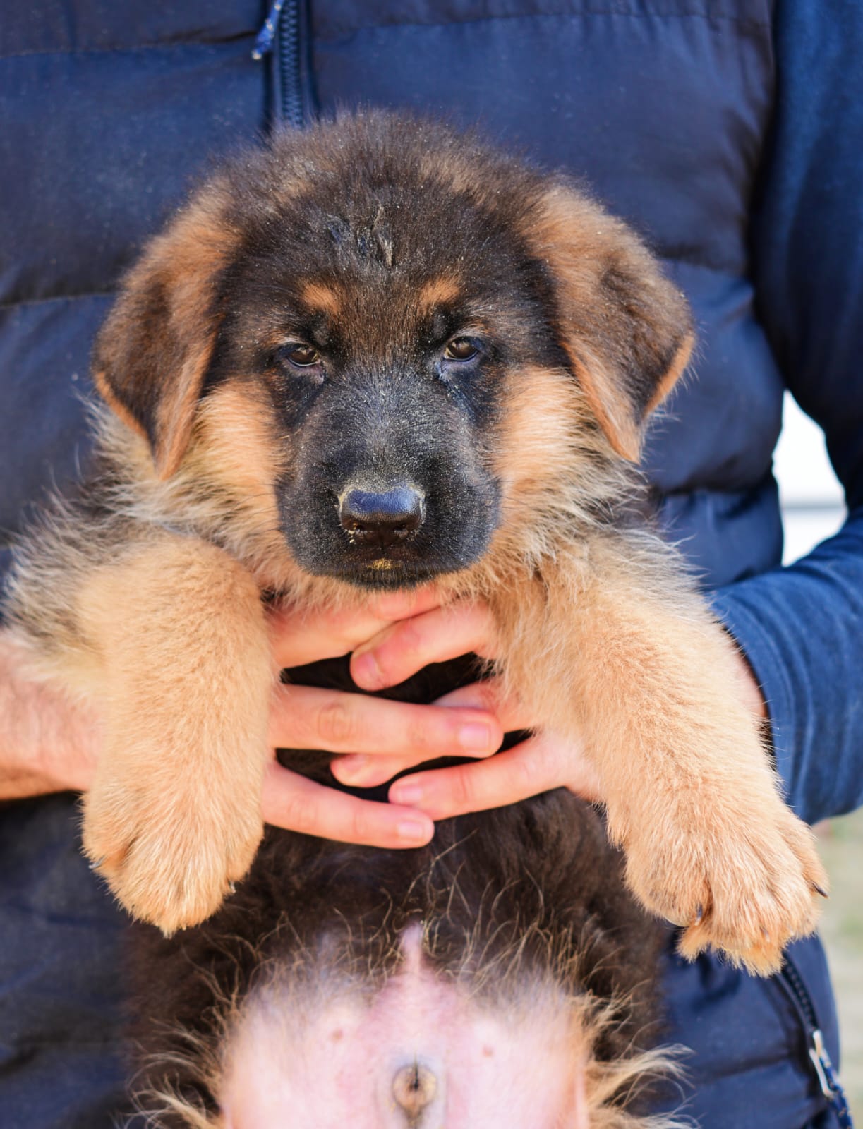 public/dog_images/14278/1677004987.IMG-20230212-WA0032.jpg