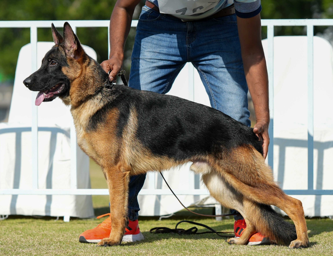 public/dog_images/14401/1700099479.DSC04376_transcpr_1.jpg