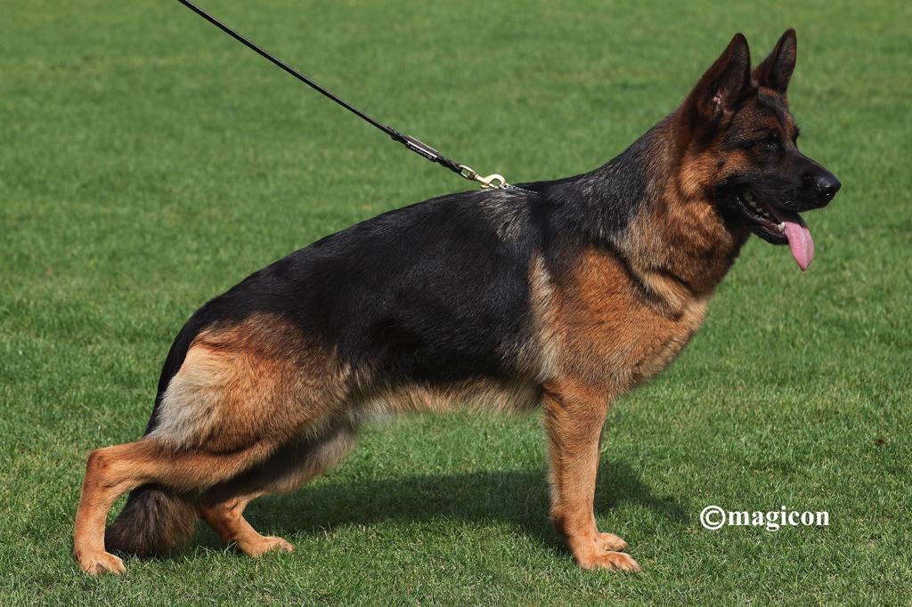 public/dog_images/14791/1705046060.d1be759f-7e94-411e-9a25-25b25063a18b.jpeg