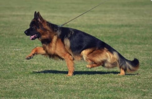 public/dog_images/14805/1705753297.WhatsApp Image 2024-01-20 at 17.20.31_a0f5cd76.jpg