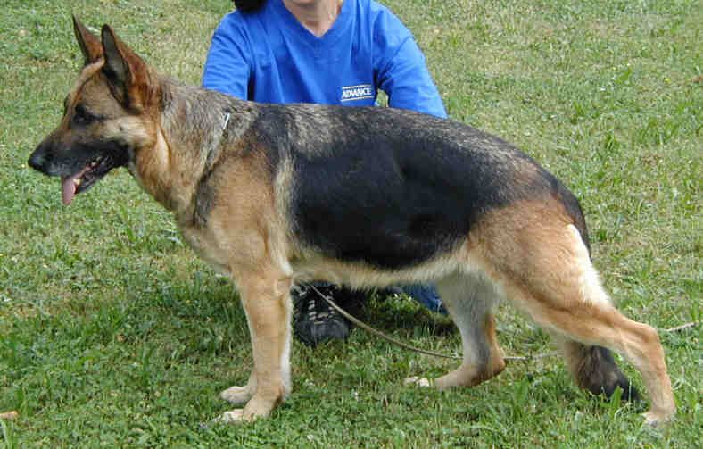 public/dog_images/10874/1911580.jpg