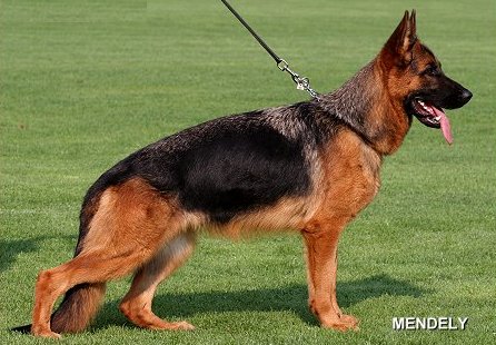 public/dog_images/12236/2224251.jpg